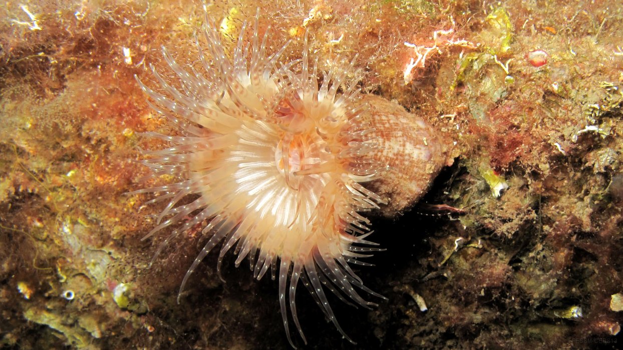 160 Anémone parasite (Calliactis parasitica).JPG - Anémone parasite (Calliactis parasitica) : Peut se trouver sur les coquilles de bernard l'hermite